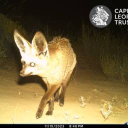 Bat-eared fox